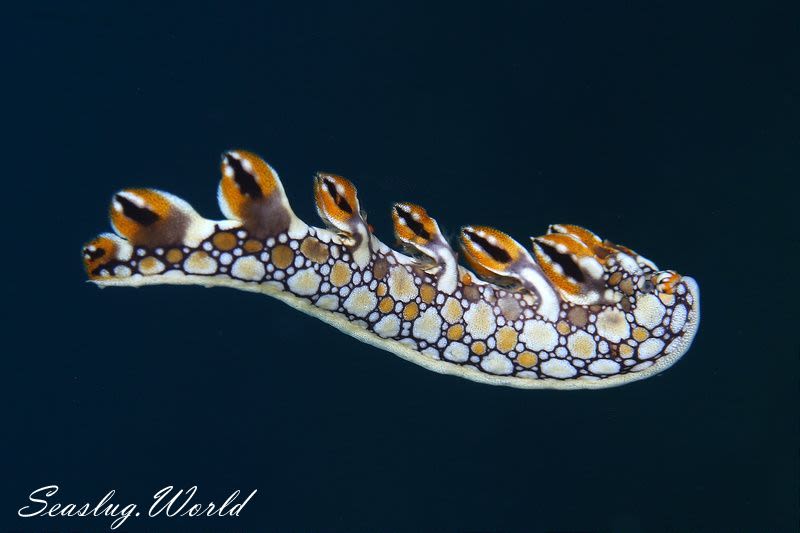 ヒオドシユビウミウシ Bornella anguilla