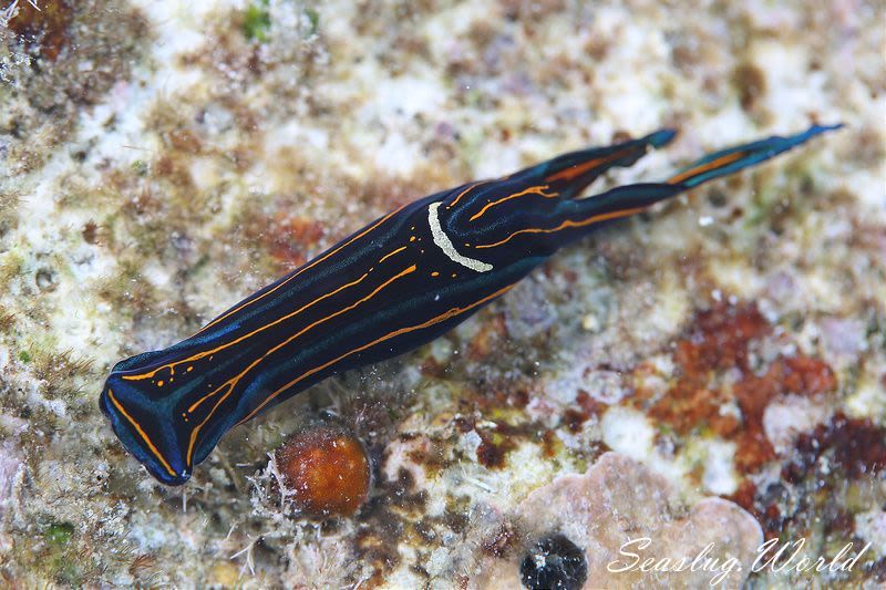 ニシキツバメガイ Chelidonura hirundinina