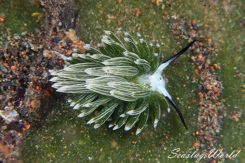 ウサギモウミウシ Costasiella usagi