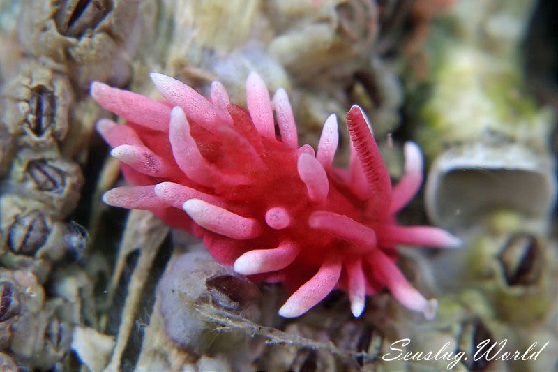 ヒロウミウシ Okenia Hiroi 世界のウミウシ