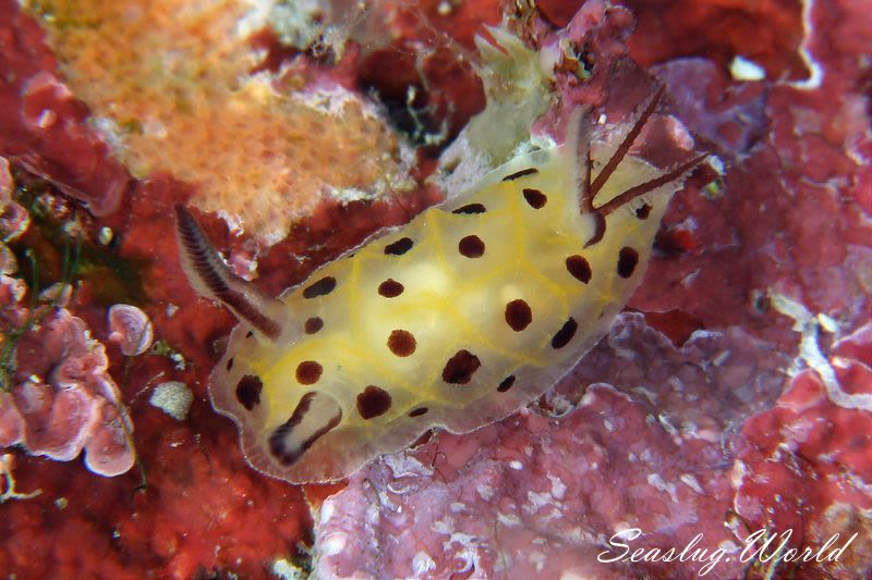 テンテンウミウシ Halgerda Brunneomaculata 世界のウミウシ