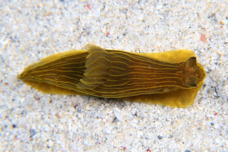 タスジキヌハダウミウシ Gymnodoris sp. 2