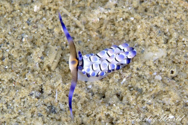 リュウキュウカスミミノウミウシ Cerberilla affinis