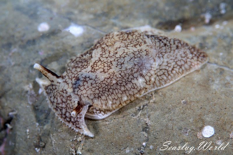 ウミフクロウ Pleurobranchaea maculata 世界のウミウシ