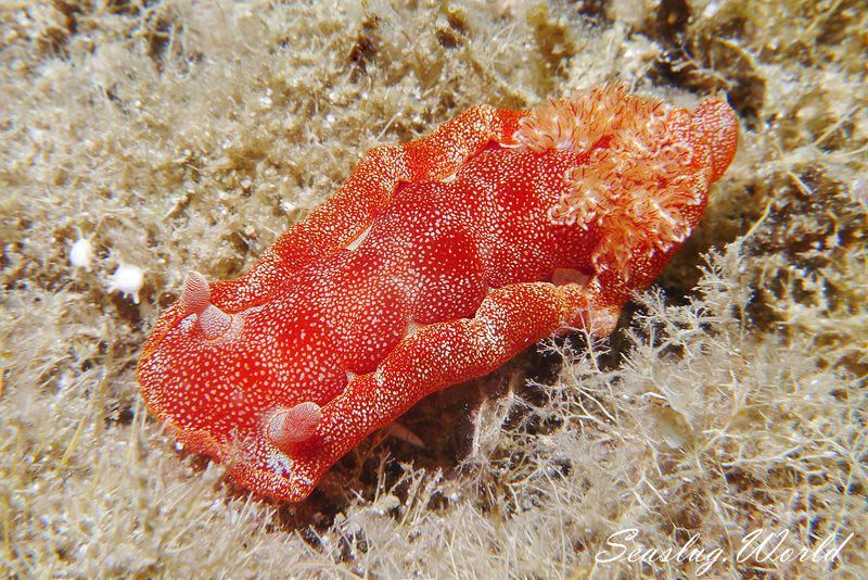 ミカドウミウシ Hexabranchus lacer