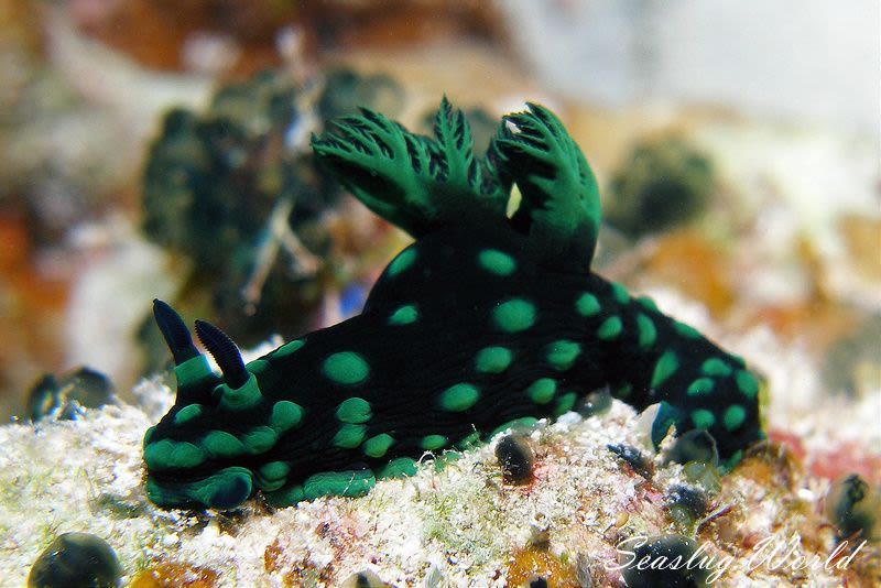 トサカリュウグウウミウシ Nembrotha Cristata 世界のウミウシ