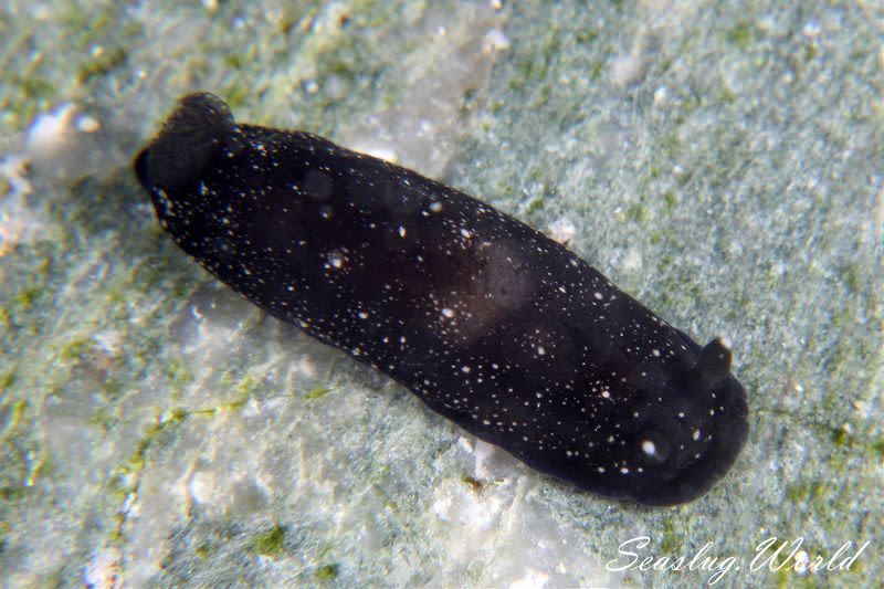 ホンクロシタナシウミウシ Dendrodoris nigra