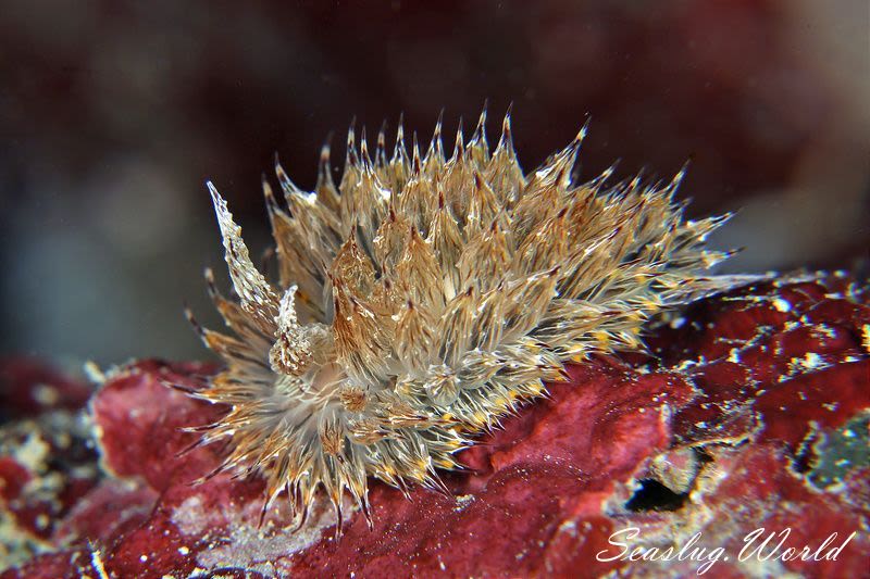 コヤナギウミウシ Janolus toyamensis