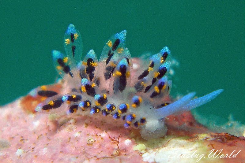 ハナビモウミウシ Costasiella sp. 1