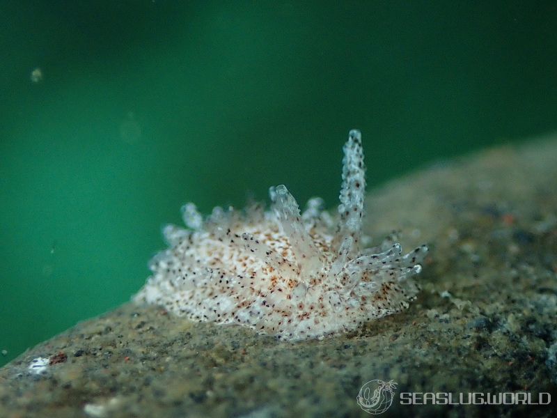 ナガヒゲイバラウミウシ Ceratodoris pilosa