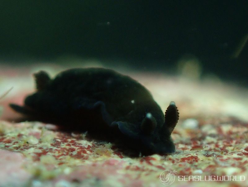 ホンクロシタナシウミウシ Dendrodoris nigra