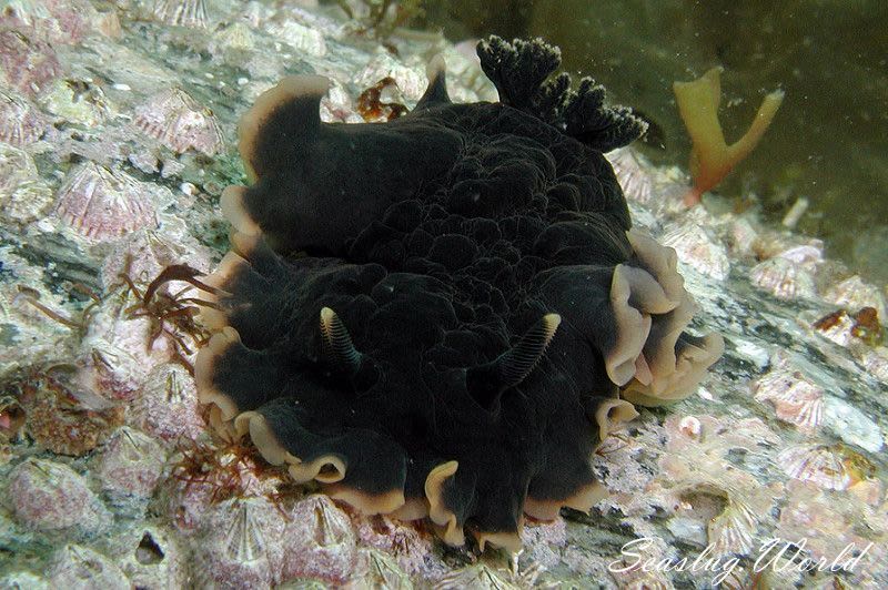 クロシタナシウミウシ Dendrodoris arborescens