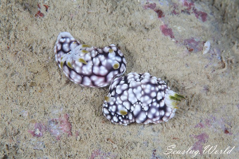 キカモヨウウミウシ Goniobranchus geometricus