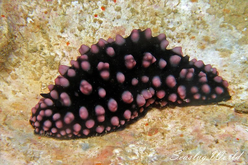 クロイボウミウシ Phyllidiella Nigra 世界のウミウシ