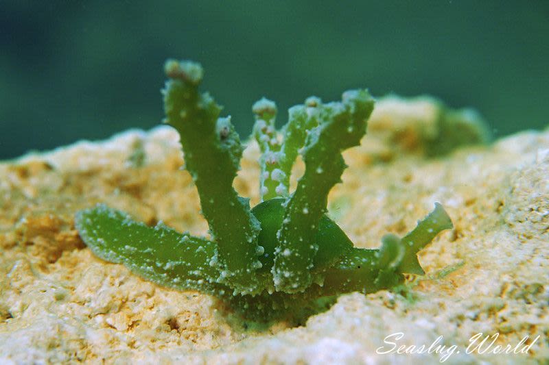 フリソデミドリガイ Lobiger viridis