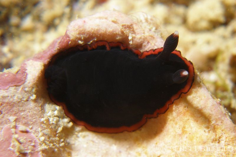 クロシタナシウミウシ Dendrodoris arborescens