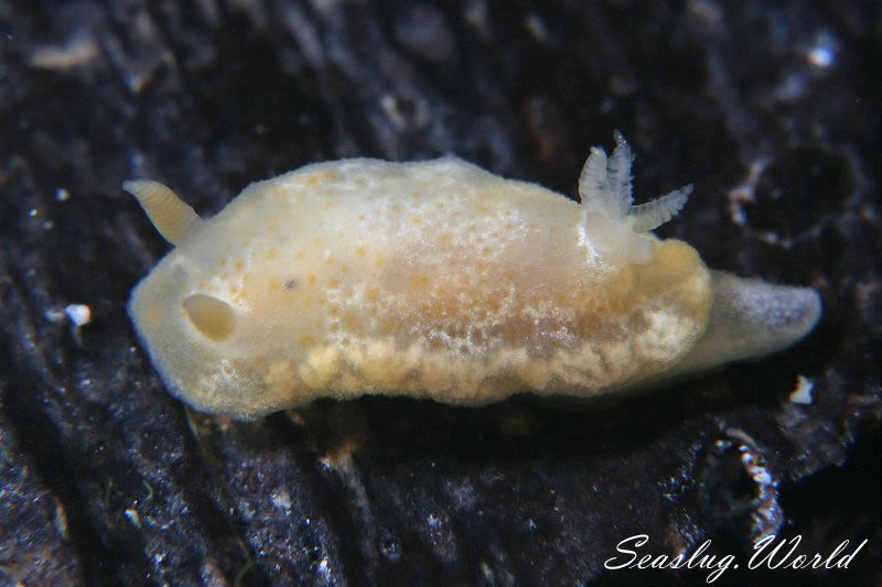 スケイロウミウシ Goniobranchus sp. 3