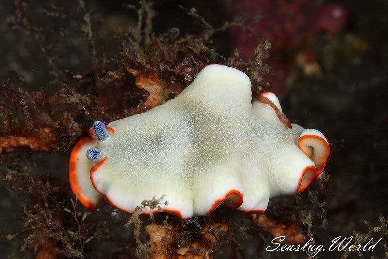 アワシマオトメウミウシ Dermatobranchus albopunctulatus