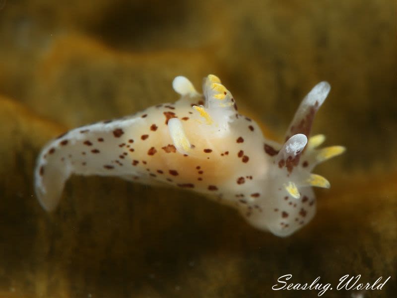 カリヤウミウシ Ancula kariyana