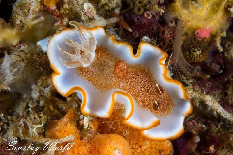 キャラメルウミウシ Glossodoris rufomarginata