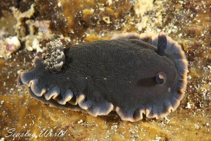 クロシタナシウミウシ Dendrodoris arborescens