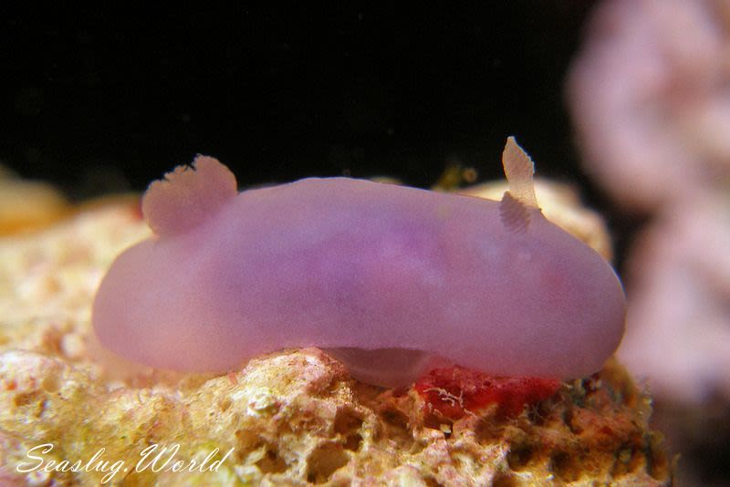 ハラックサウミウシ属の一種 1 Hallaxa sp. 1