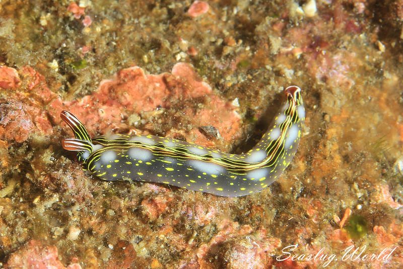 ハナミドリガイ Thuridilla splendens