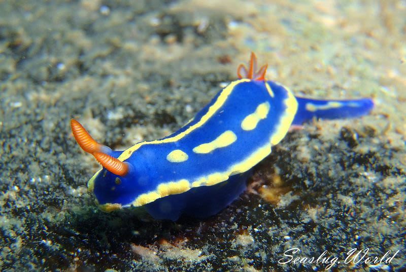 アオウミウシ Hypselodoris festiva