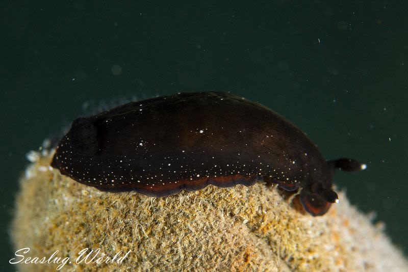 ホンクロシタナシウミウシ Dendrodoris nigra