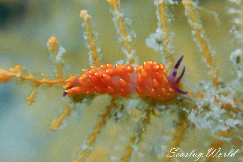 ミチヨミノウミウシ Trinchesia sibogae