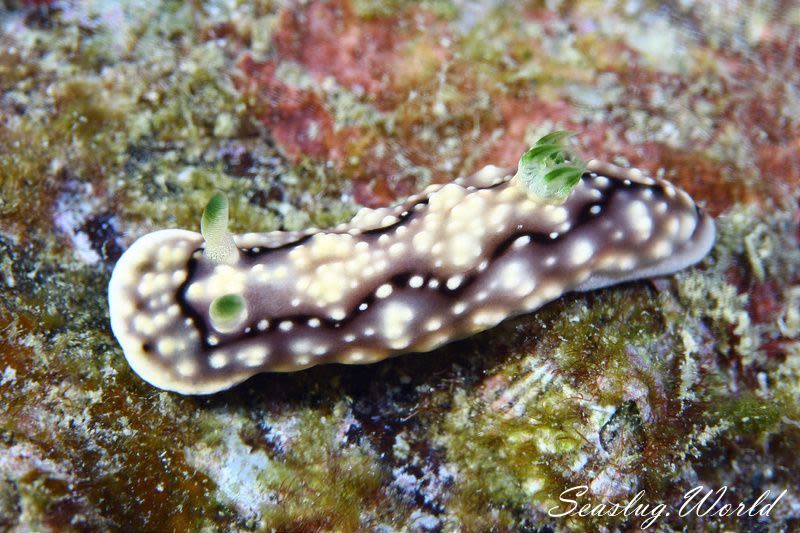 キカモヨウウミウシ Goniobranchus geometricus