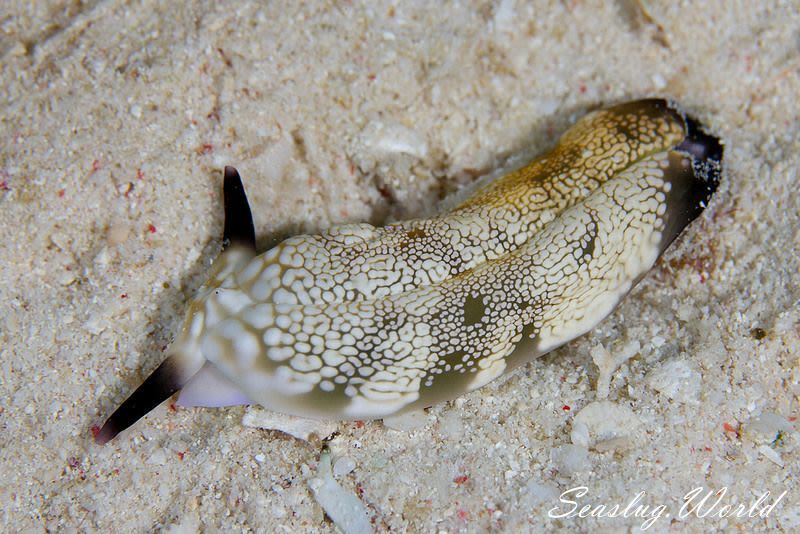 プラコブランクス・パプア Plakobranchus papua