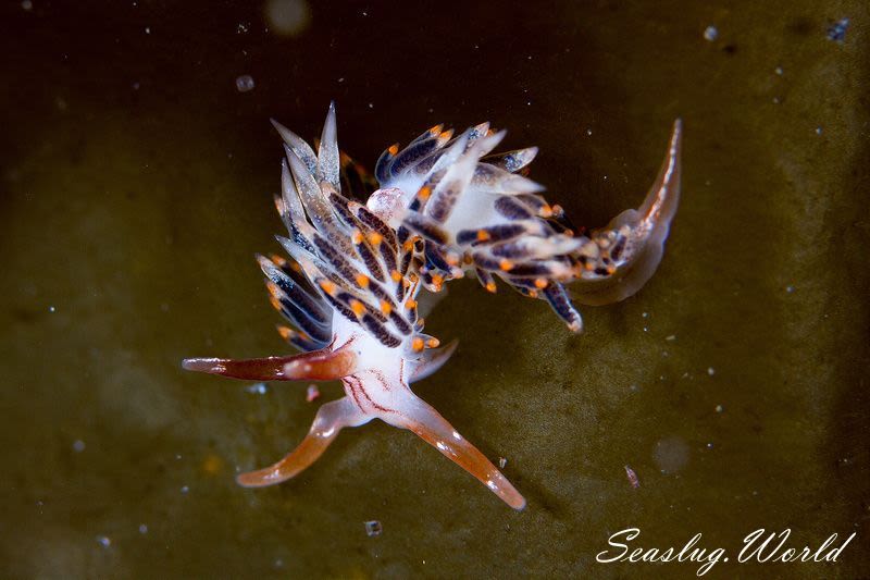 ヨツスジミノウミウシ Facelina quadrilineata