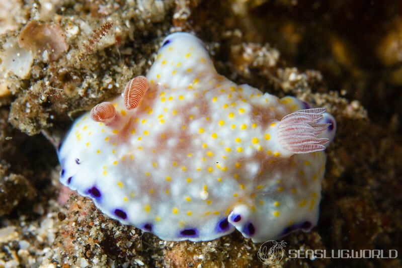 コモンウミウシ Goniobranchus aureopurpureus