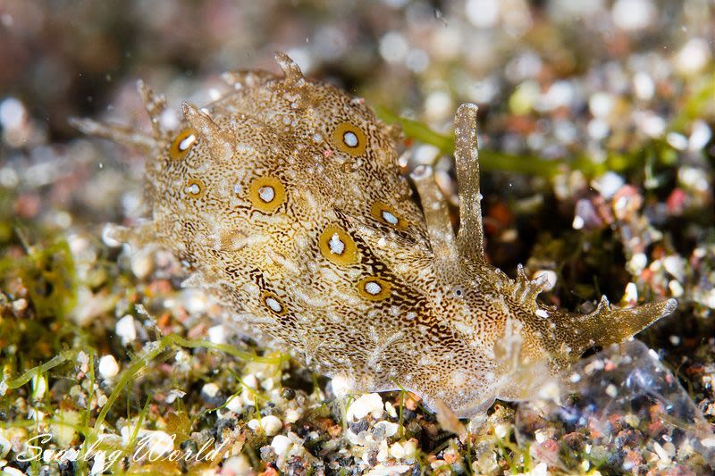 フレリトゲアメフラシ Bursatella leachii