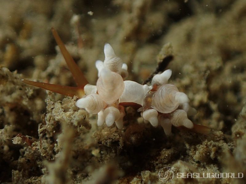 イナバミノウミウシ Eubranchus inabai