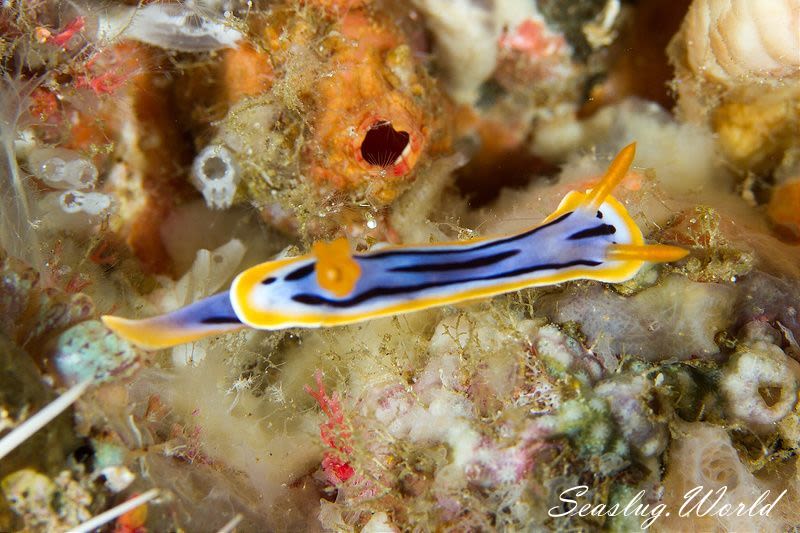 シボリイロウミウシ Chromodoris strigata