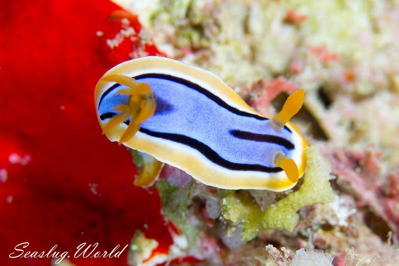 アンナウミウシ Chromodoris annae