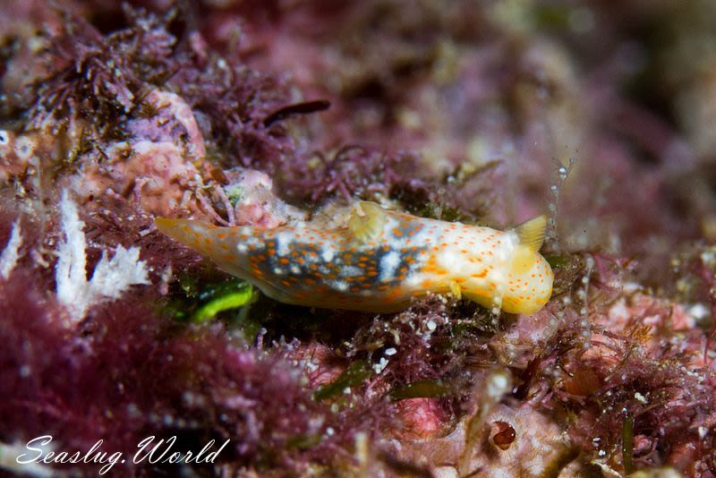 オキナワキヌハダウミウシ Gymnodoris okinawae