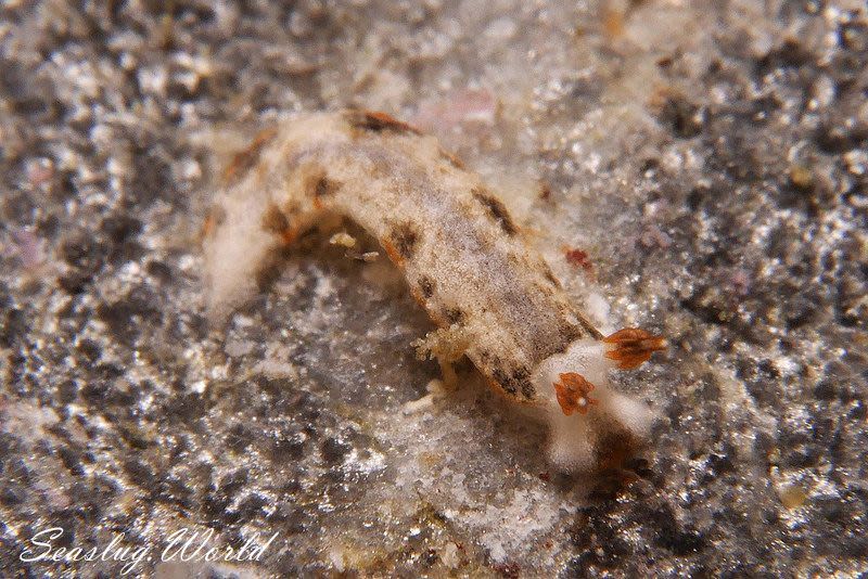 クチヒゲオトメウミウシ Dermatobranchus fortunatus