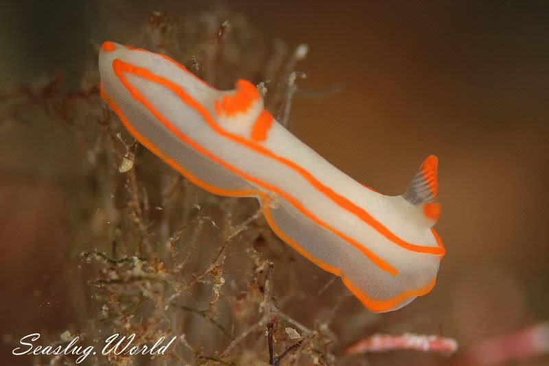 キンセンウミウシ Gymnodoris amakusana