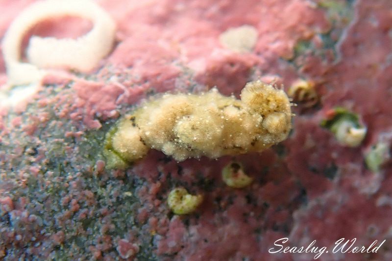 オウカンウミウシ Polycera japonica