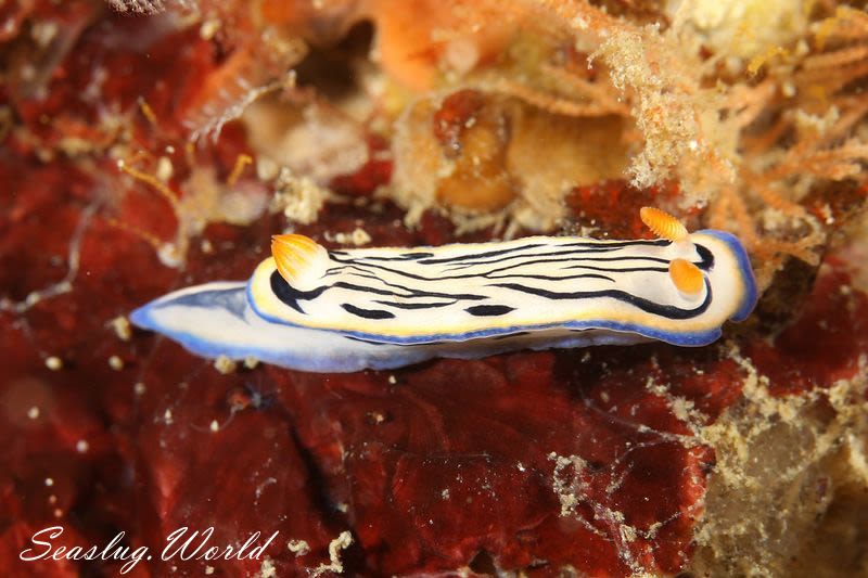 リュウモンイロウミウシ Hypselodoris maritima