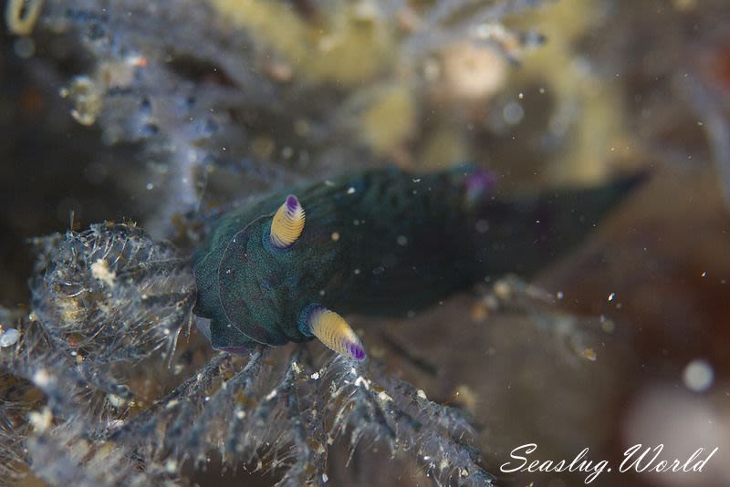 コミドリリュウグウウミウシ Tambja amakusana