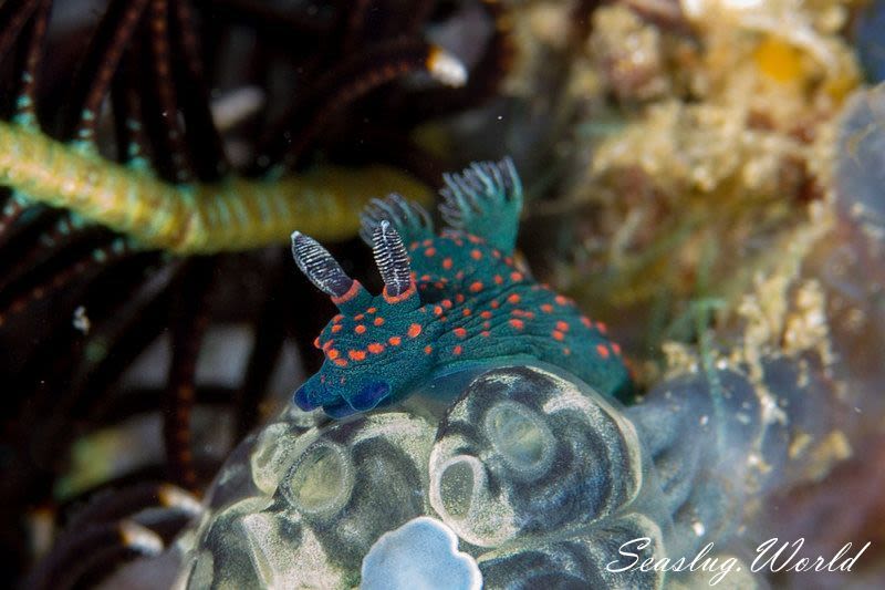 ミラーリュウグウウミウシ Nembrotha milleri