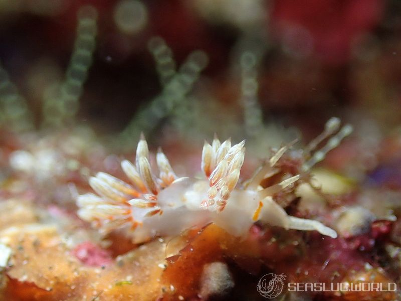 ハクセンミノウミウシ属の一種 3 Cratena sp. 3