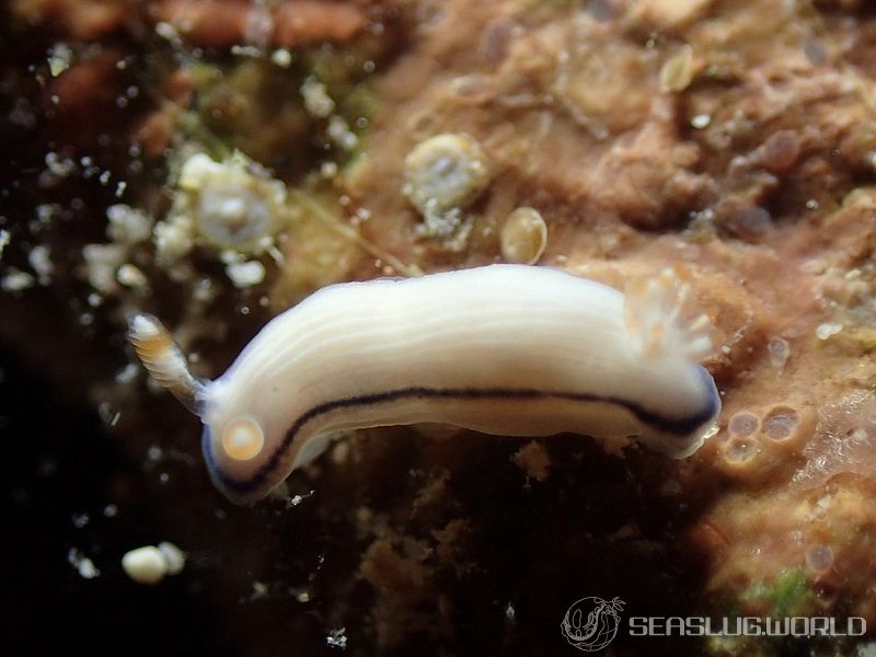 ヒュプセロドーリス・ピースイ Hypselodoris peasei