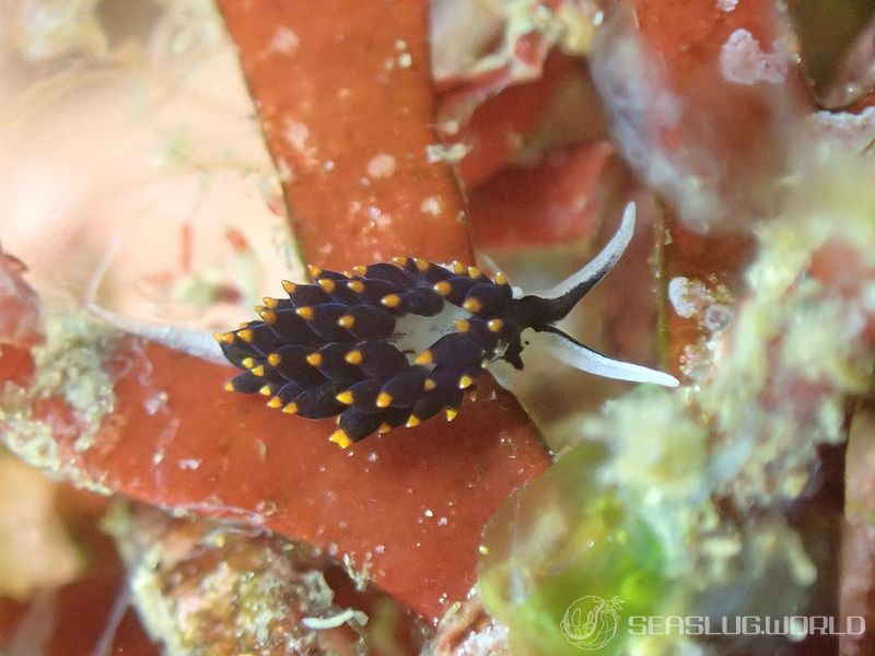 アリモウミウシ Ercolania boodleae