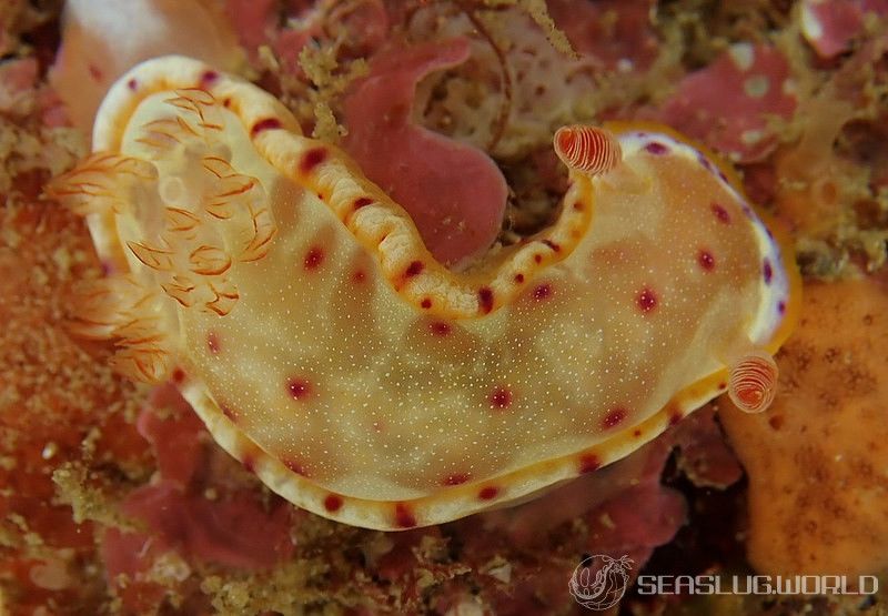 ミカドウミウシ Hexabranchus lacer