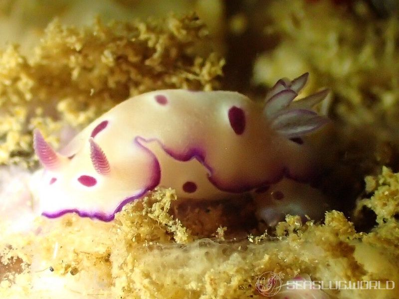 マダライロウミウシ Hypselodoris tryoni